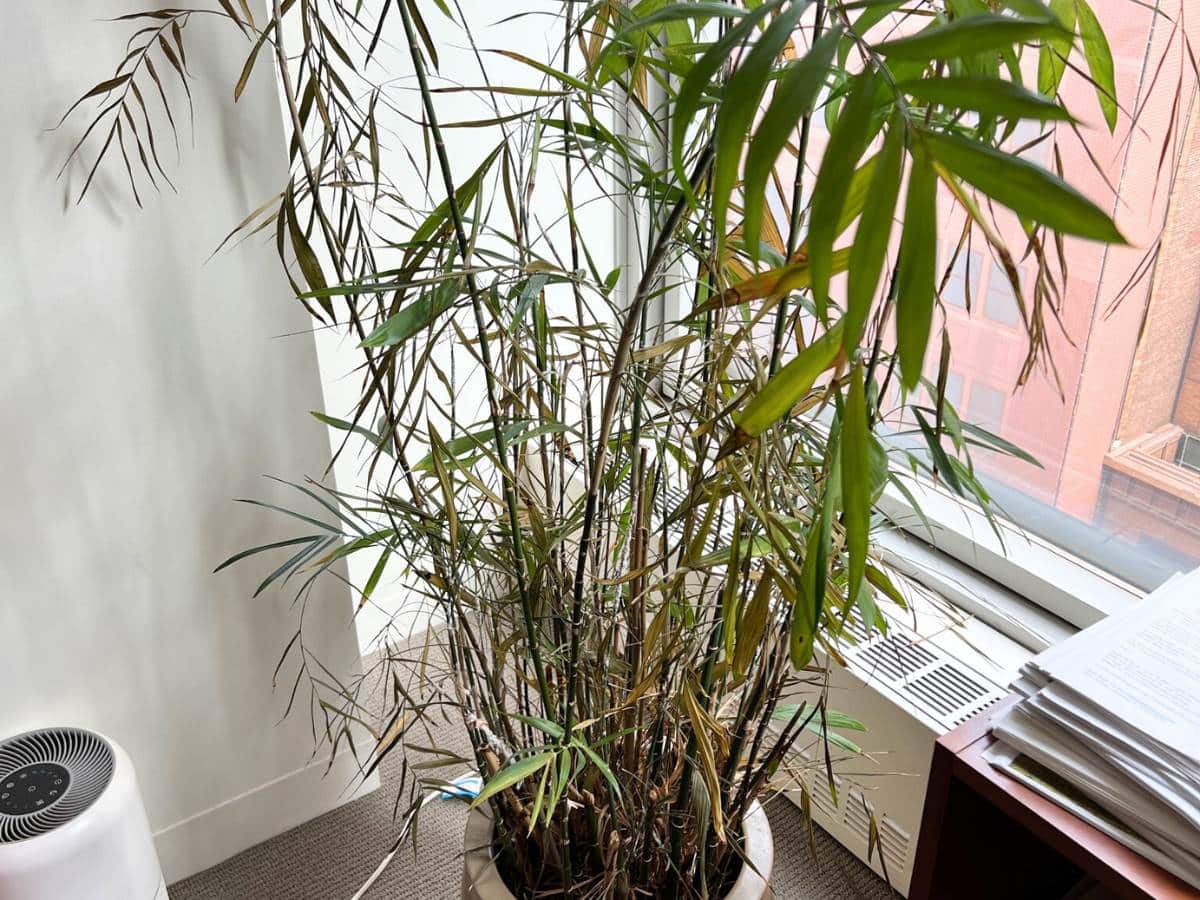 Bamboo palm destroyed by Mealybugs