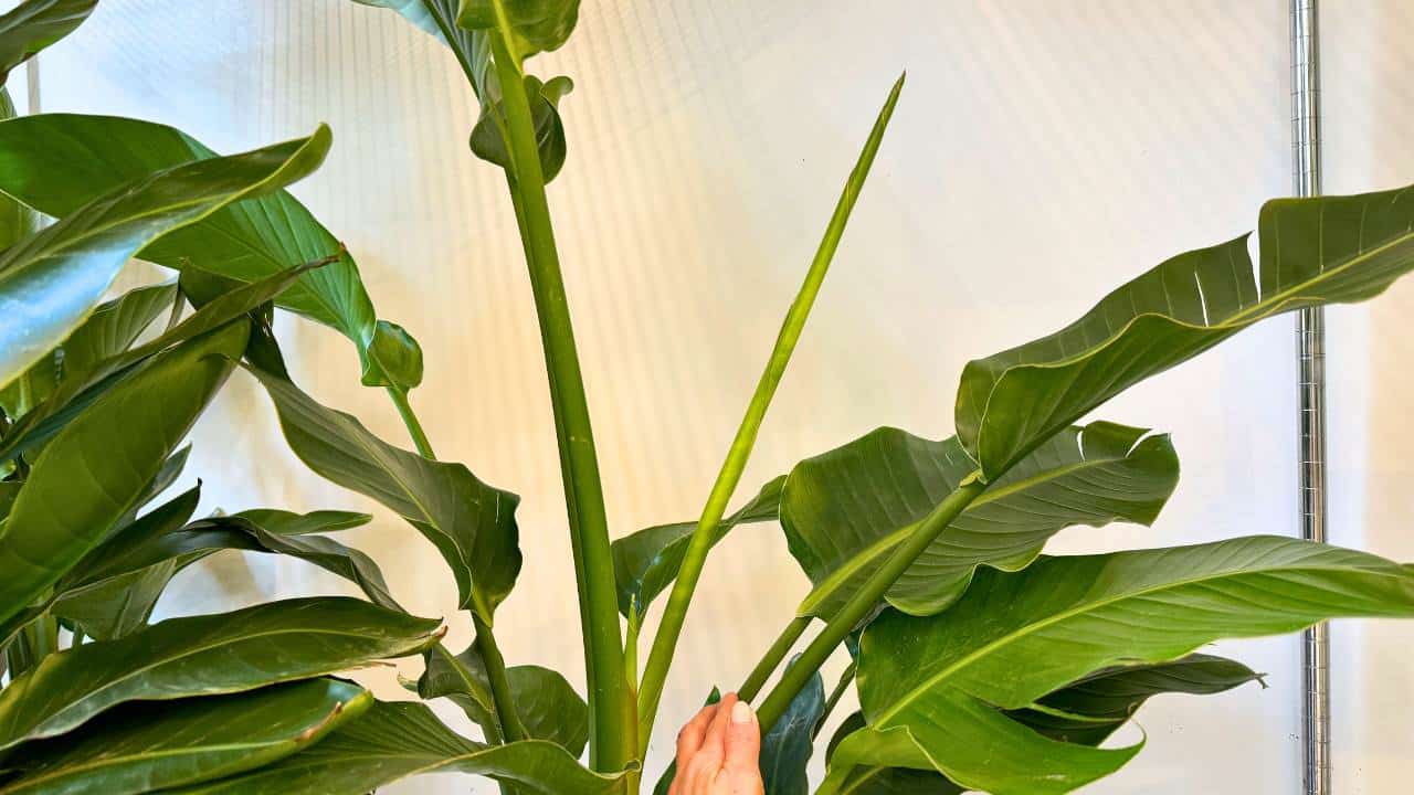 unfurling bird of paradise plant leaf 1