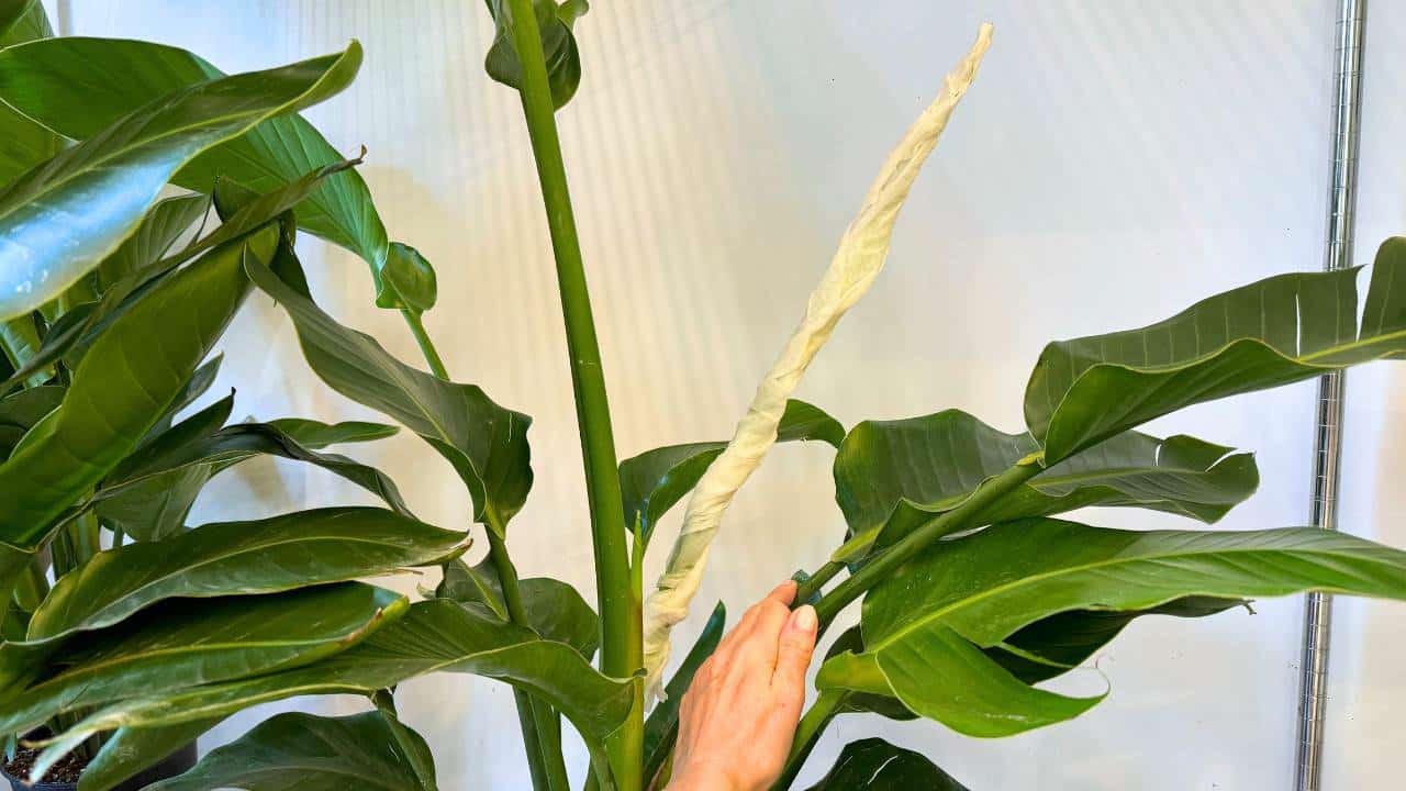 unfurling bird of paradise plant leaf 2