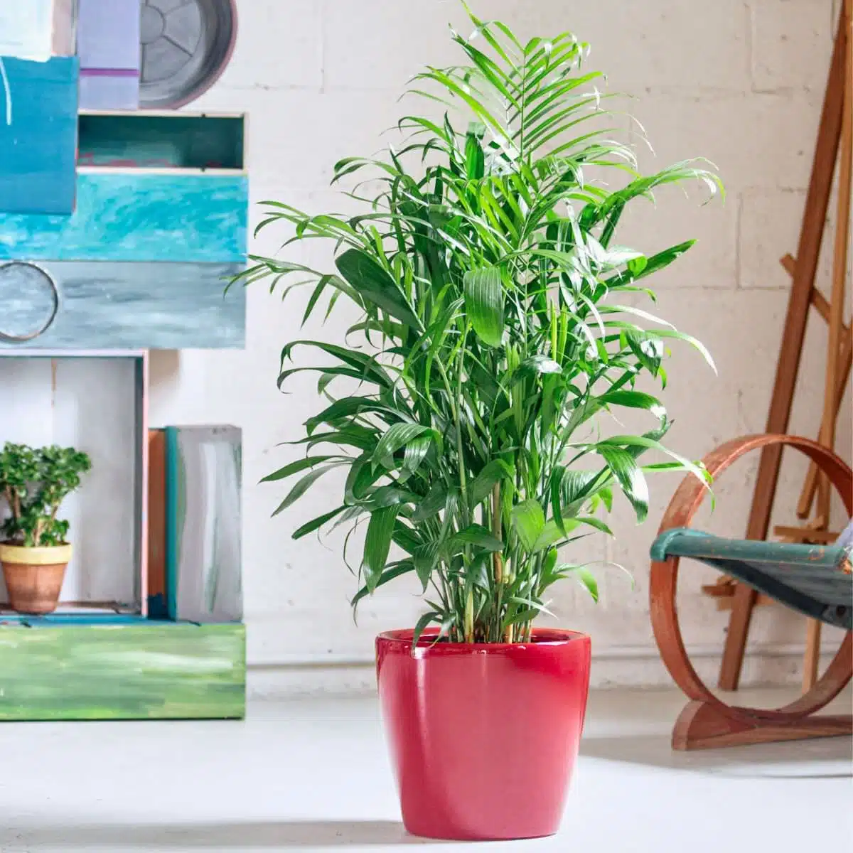 Lush green Bamboo palm plant in a vibrant red pot, set against an artistic bedroom background with colorful paintings and pottery, showcasing one of the best plants for bedroom decor.