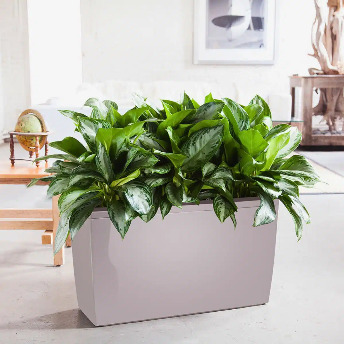 Best plant for bedroom: Vibrant Aglaonema, known for its air-purifying qualities, thrives in a sleek taupe planter, complementing a stylish home interior with its lush green foliage