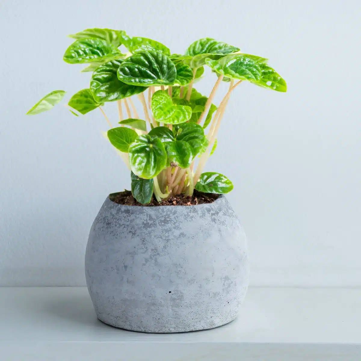 Lush green Peperomia plant in a modern concrete pot, showcasing the best plant for bedroom decor against a white background.