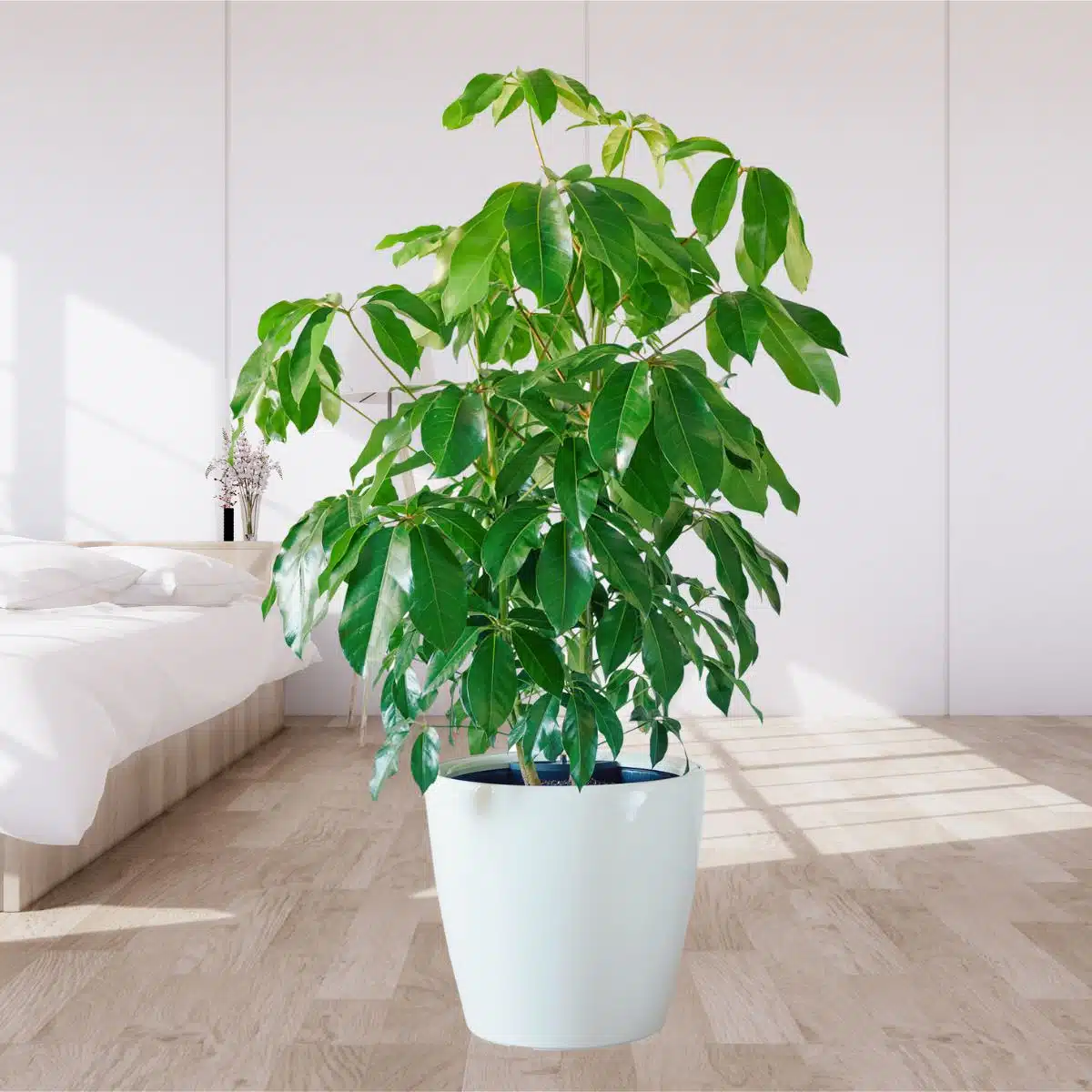 Indoor potted Schefflera plant in a white pot, adding a touch of greenery to a minimalist bedroom with natural sunlight and wooden flooring, featuring one of the best plants for bedroom decor.