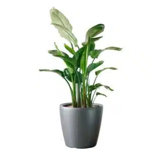 Bird of Paradise delivery in NYC – plant shop NYC Image of extra large bird of paradise plant potted in Lechuza Classico 50 charcoal metallic planter