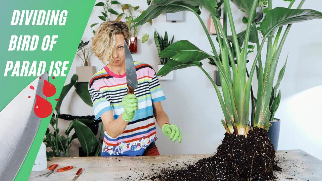 How to divide Bird of Paradise plant