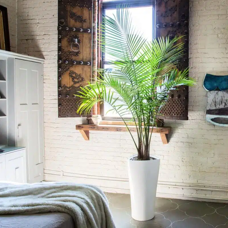 buy potted plants nyc Image of a tropical plant potted in white planter and placed in New York City loft