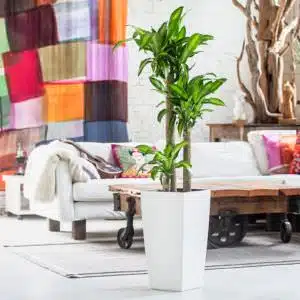 Corn plant delivery in nyc – plant shop NYC Image of beautiful corn plant potted in Lechuza Cuvico planter and place in the middle of the NYC loft