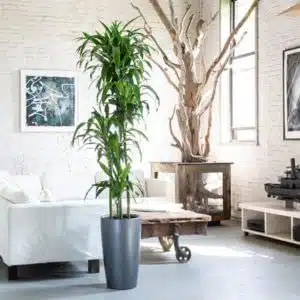 Dracaena Lisa delivery in NYC – plant shop NYC Image of Dracaena Lisa plant potted in Lechuza Rondo charcoal planter and placed in the middle of NYC loft