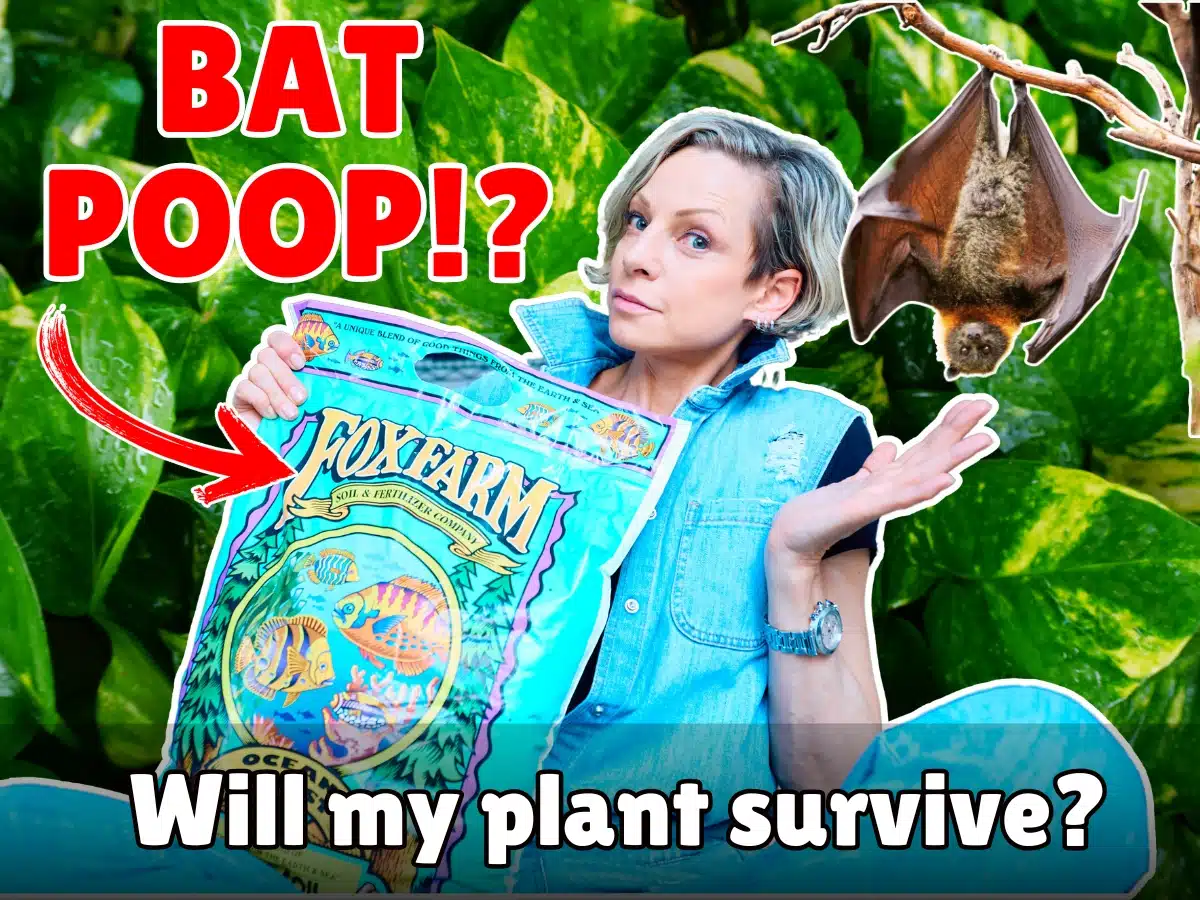 A person holding a FoxFarm Ocean Forest soil bag with bold text 'BAT POOP!?' and a bat image, questioning 'Will my plant survive?' against a backdrop of green leaves, part of a FoxFarm Ocean Forest soil review.