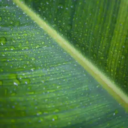 Image of Bird of Paradise plant leave