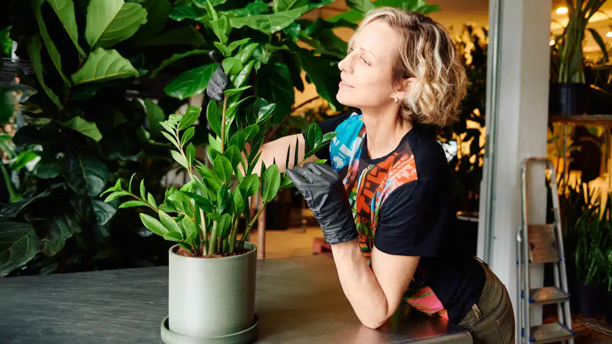 how to care for zz plant How to care for ZZ plant guide