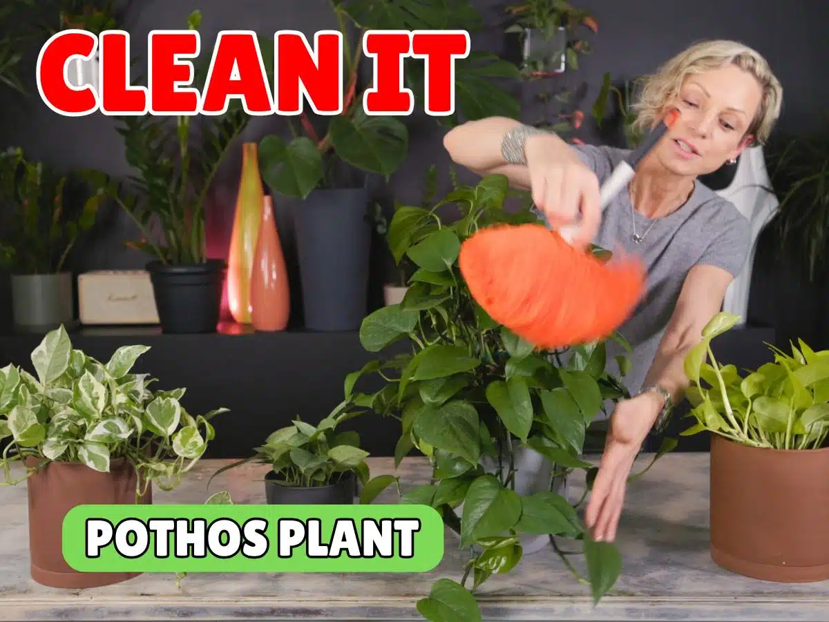 Woman cleaning pothos plant with orange duster, indoor gardening tips.