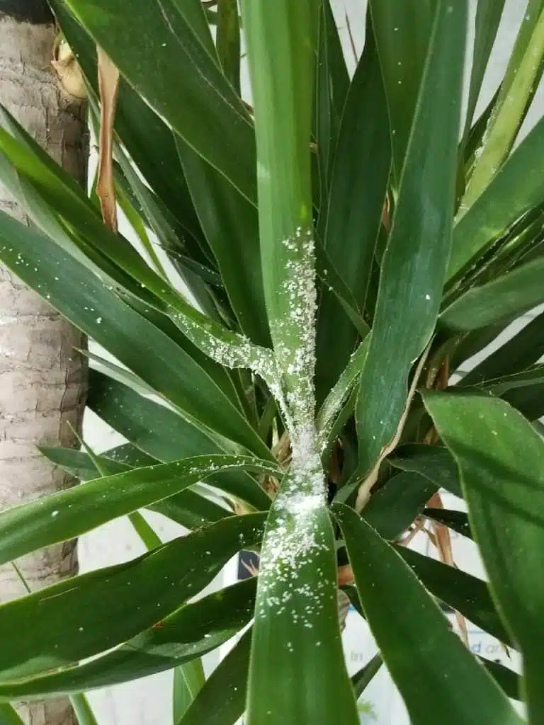 How-To-Get-Rid-Of-Mealybugs