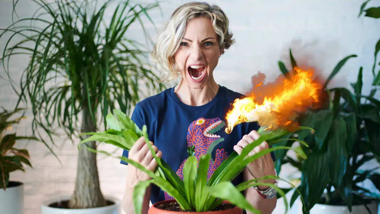 how to get rid of scale on plants