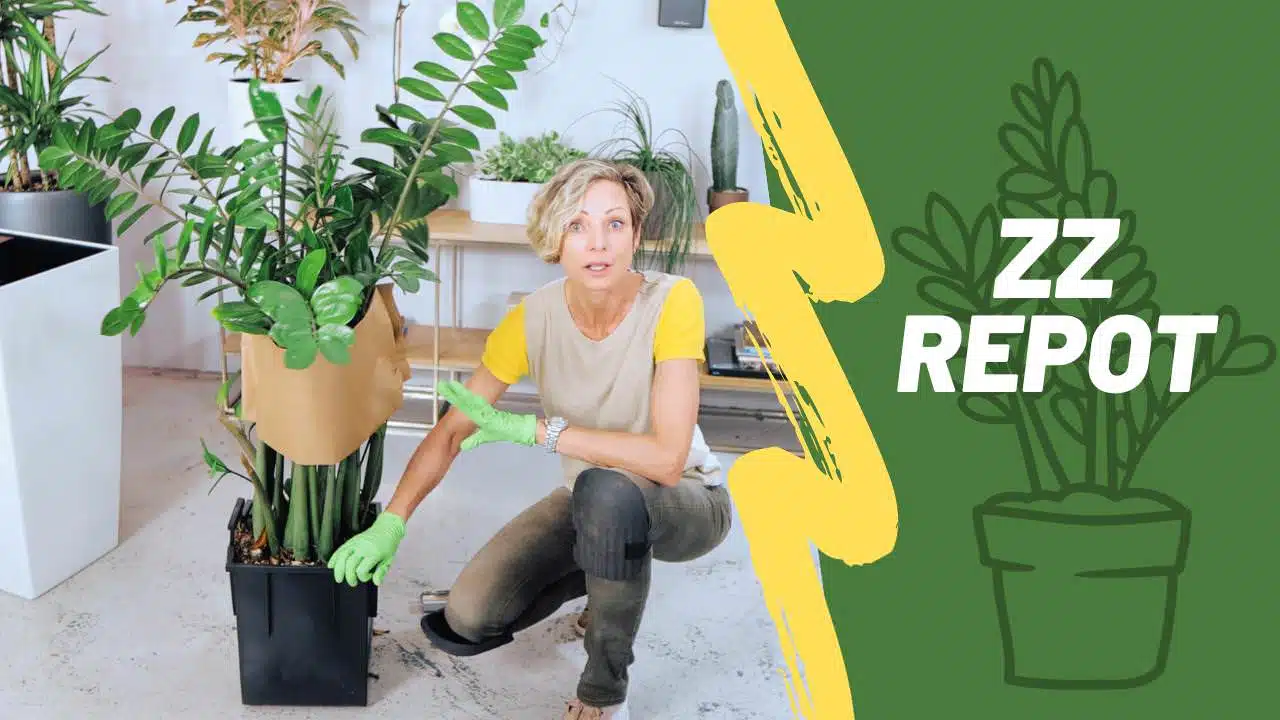 how to repot zz plant