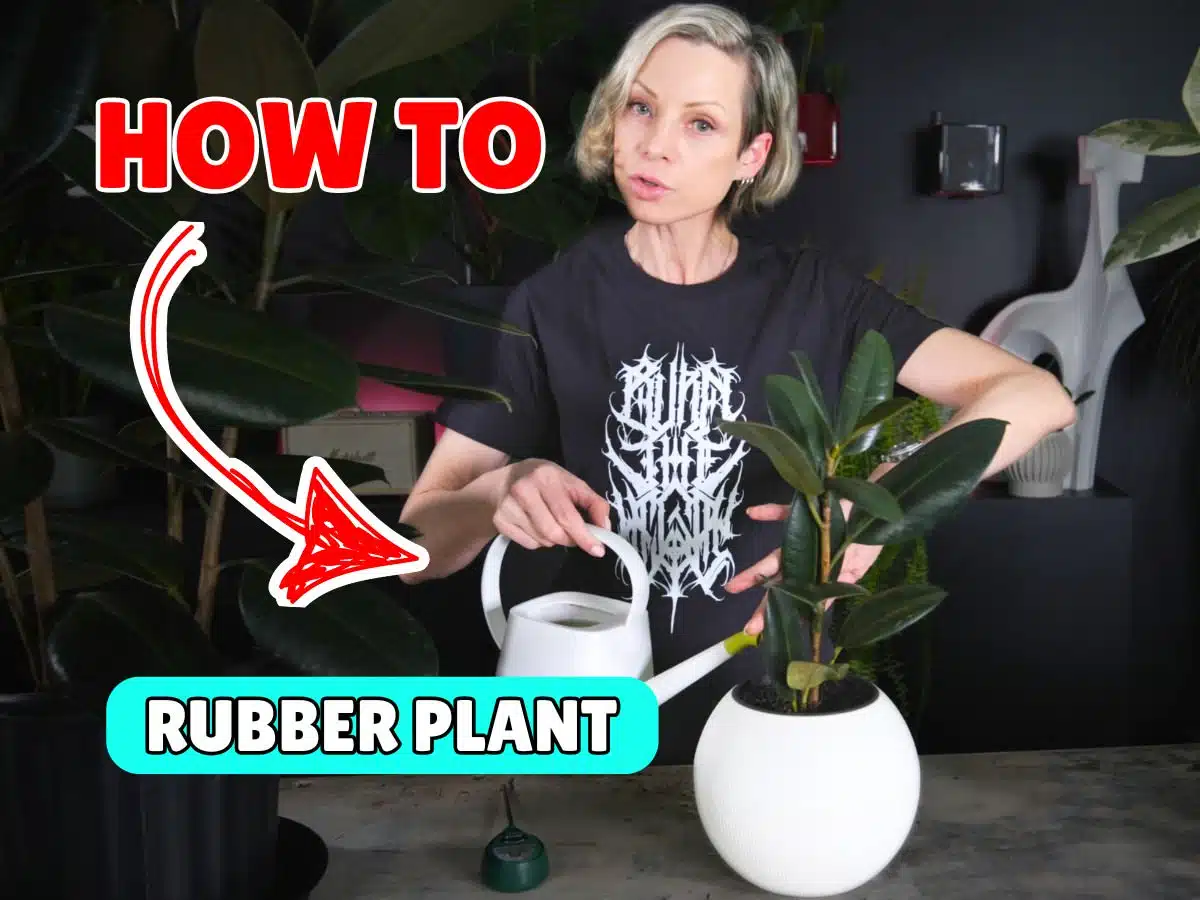 Person demonstrating how to water rubber plant by holding a white watering can near a rubber plant in a white pot, with a red 'HOW TO' arrow pointing at the plant.
