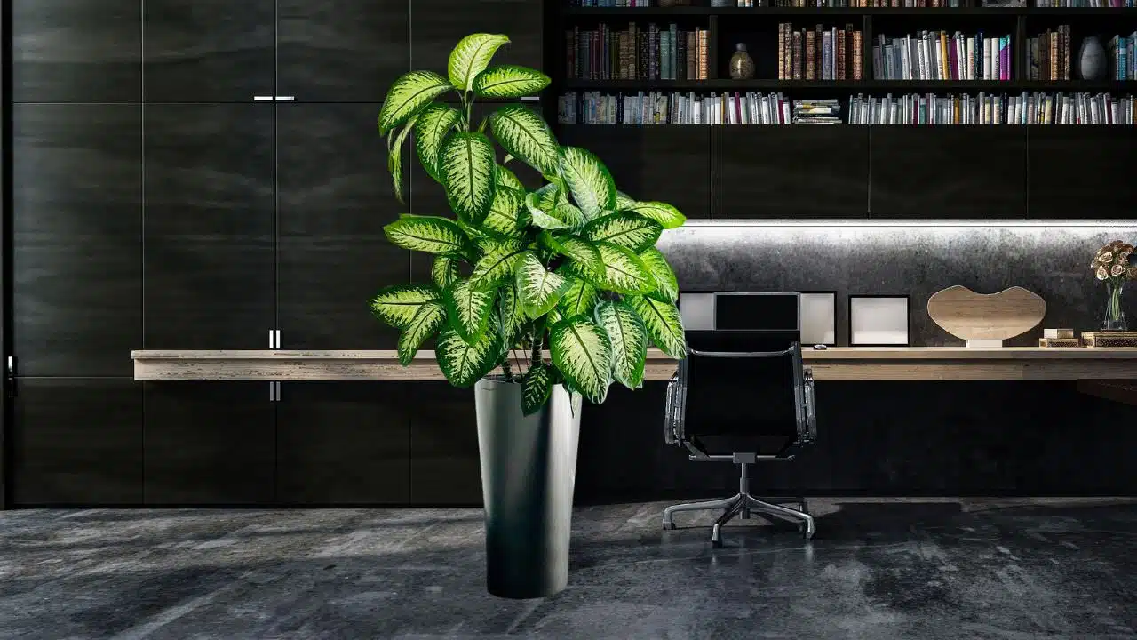 low light plants for windowless spaces Modern home office with sleek black cabinetry, a wooden desk, designer swivel chair, and a vibrant potted plant enhancing the elegant interior design aesthetic.