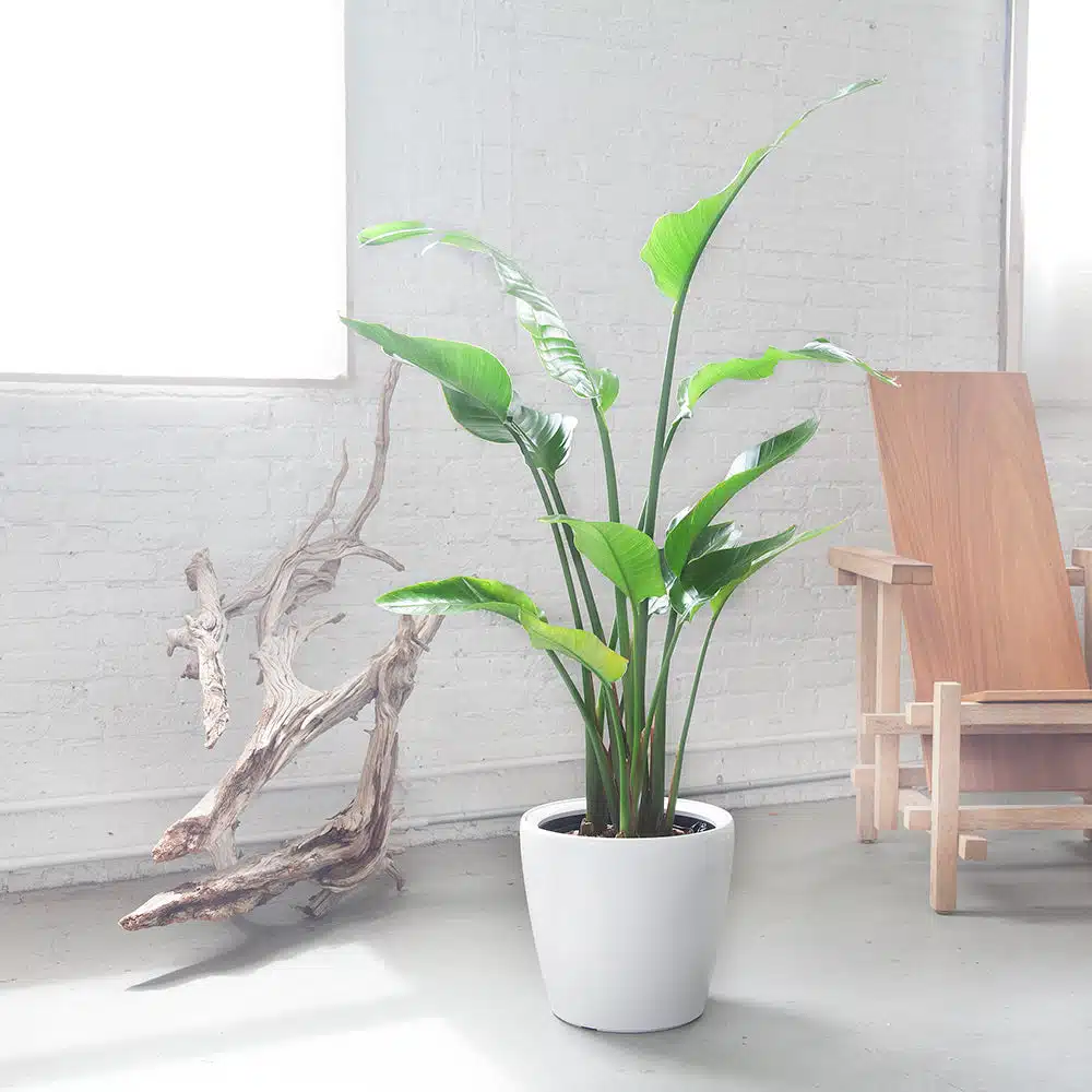 medium light f376e120 eef7 4e7d ac52 741dcf892aaa