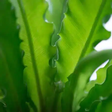 Image of Bird's Nest leave