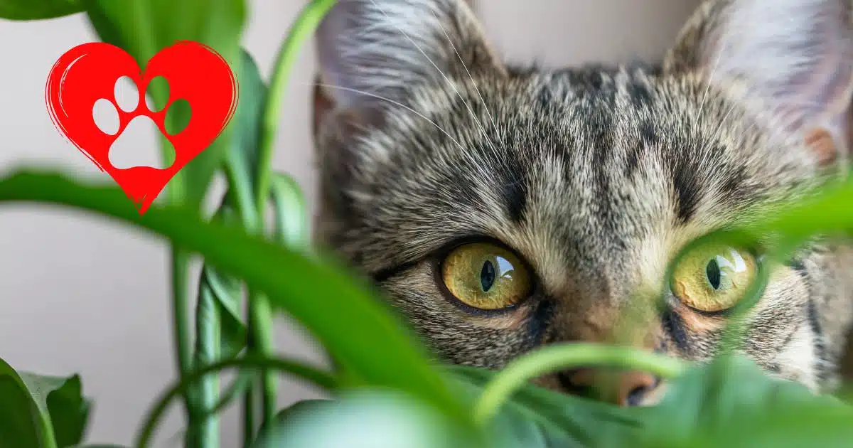 pet friendly plants Tabby kitten peeking through lush green leaves with a vibrant red heart-shaped paw print graphic overlay, symbolizing love for pets and animals.