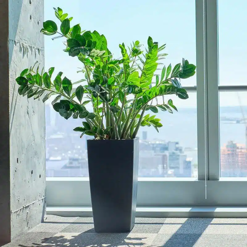 plant shop in New York City Image of ZZ plant potted in slate planter and placed by the window overlooking New York City