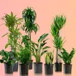 Assortment of popular indoor plants in black nursery pots against a peach background - plant delivery service in New York City
