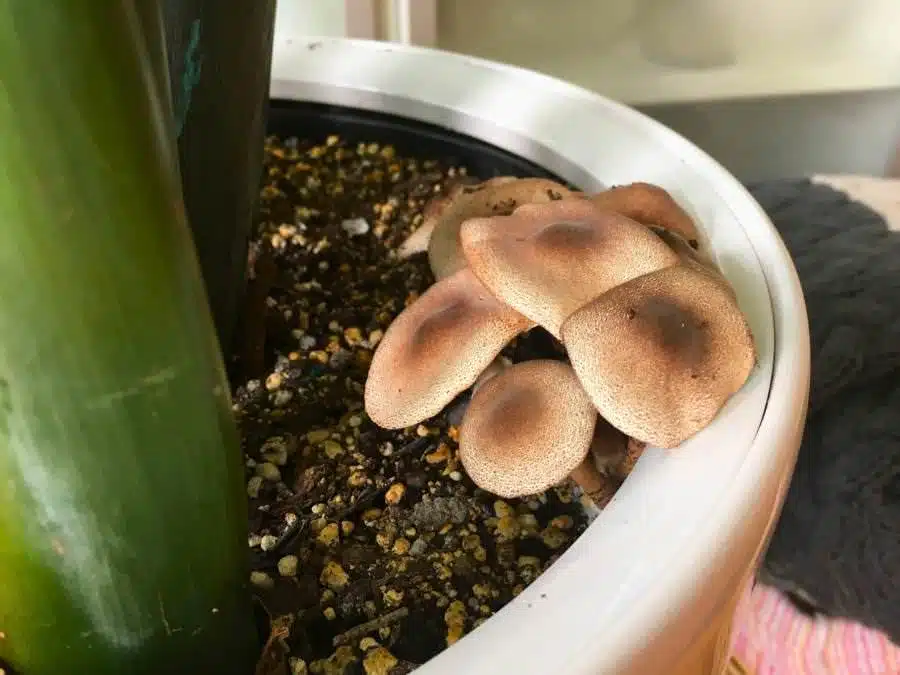 what causes mushrooms to grow in houseplants Cluster of brown mushrooms growing tightly together in the soil of a houseplant pot, nestled next to a green plant stem.