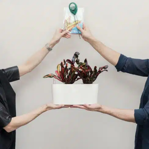 white glove plant delivery nyc